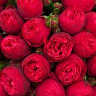 Троянда англійська Ред Піано (кущова)